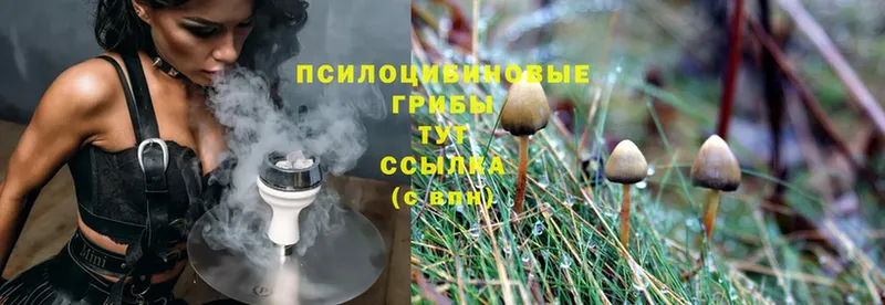 Псилоцибиновые грибы Psilocybe  сайты даркнета наркотические препараты  Будённовск 